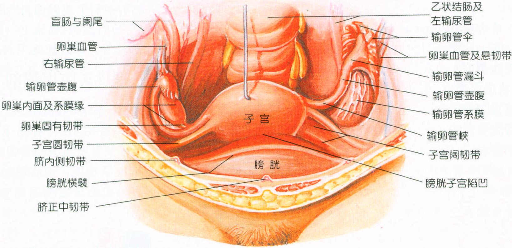 女性盆腔腹膜配布